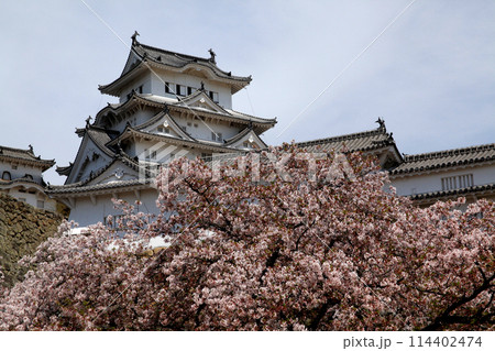 日本の城 姫路城 満開の桜に彩られた春の景観 日本の城 姫路城 満開の桜に彩られた春の景観 114402474