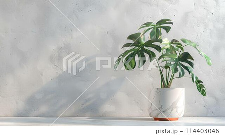 Monstera plant, houseplant in pot on white marble table with copy space Monstera plant, houseplant in pot on white marble table with copy space 114403046