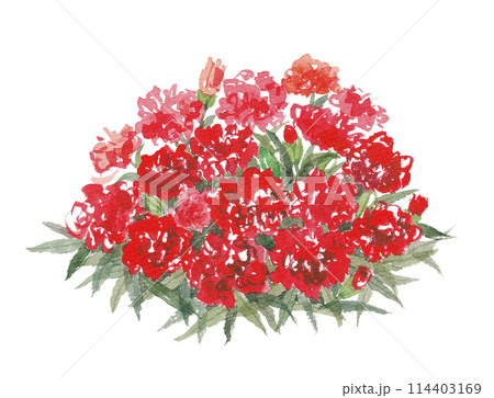 水彩で描いたカーネーション 114403169