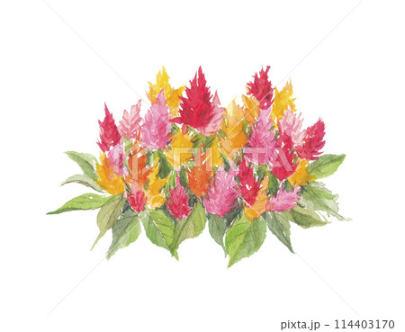 水彩で描いた鶏頭 114403170