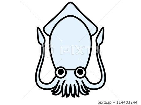 海のいきもの　イカ 114403244