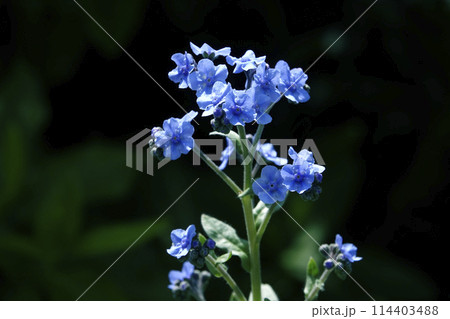 春5月小さく可愛い水色のシノグロッサムの花 114403488