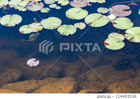蓮池のある風景 蓮池のある風景 114403536