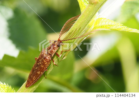 ヒゲコメツキ(オス) ヒゲコメツキ(オス) 114404134