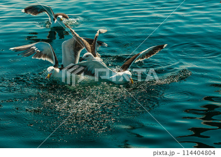 many seagull birds fishing in the sea 114404804