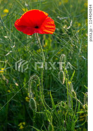 Papaver rhoeas or common poppy, red poppy is an annual herbaceous flowering plant in the poppy family, Papaveraceae, with red petals Papaver rhoeas or common poppy, red poppy is an annual herbaceous flowering plant in the poppy family, Papaveraceae, with red petals 114404844