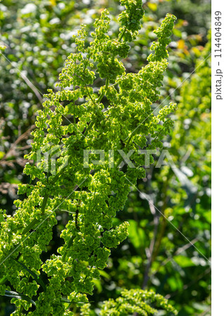 Part of a sorrel bush Rumex confertus growing in the wild with dry seeds on the stem Part of a sorrel bush Rumex confertus growing in the wild with dry seeds on the stem 114404849