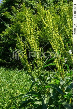 Part of a sorrel bush Rumex confertus growing in the wild with dry seeds on the stem Part of a sorrel bush Rumex confertus growing in the wild with dry seeds on the stem 114404851