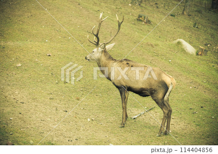 Red deer stag in autumn fall forest 114404856