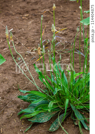 Ribwort plantain Plantago lanceolata. Medicinal plants in the garden 114404875