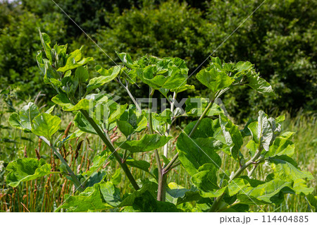 Arctium lappa - Young burdock leaves in an early summer Arctium lappa - Young burdock leaves in an early summer 114404885