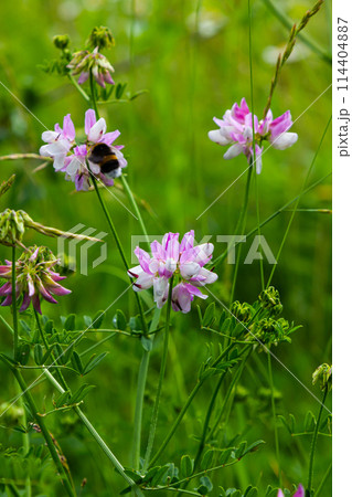 Securigera varia or Coronilla varia, commonly known as crownvetch or purple crown vetch Securigera varia or Coronilla varia, commonly known as crownvetch or purple crown vetch 114404887