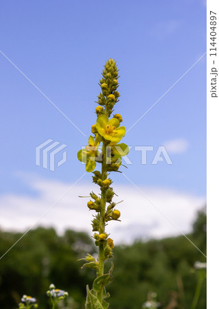 Verbascum densiflorum the well-known dense-flowered mullein Verbascum densiflorum the well-known dense-flowered mullein 114404897