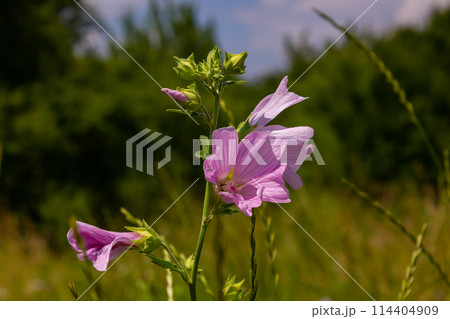 Flower close-up of Malva alcea greater musk, cut leaved, vervain or hollyhock mallow, on soft blurry green grass background 114404909