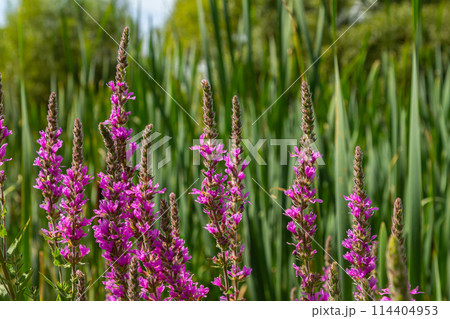 Purple loosestrife Lythrum salicaria inflorescence. Flower spike of plant in the family Lythraceae, associated with wet habitats 114404953
