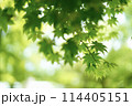 爽やかな緑かえで 114405151