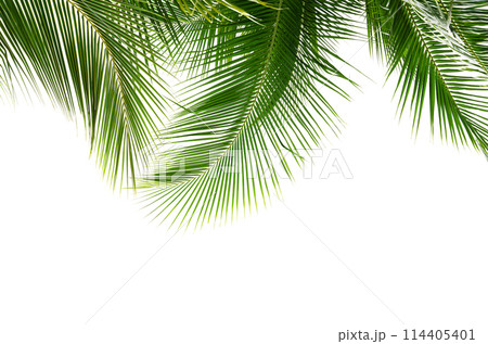 Coconut palm leaves isolated on white background 114405401
