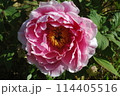 牡丹の花（ピンク） 114405516