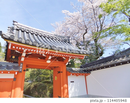 金戒光明寺　塔頭寺院　栄摂院の桜 114405948