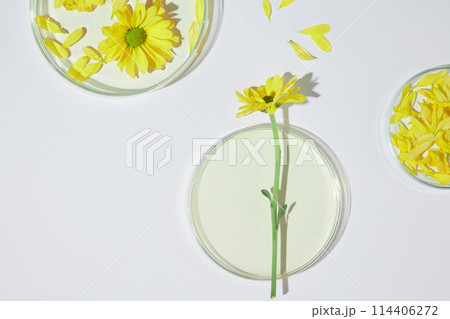 Minimalist style template on white flat with calendula flower and laboratory equipment theme, high angle shot and empty space for advertise cosmetic or healthcare product has origin from nature Minimalist style template on white flat with calendula flower and laboratory equipment theme, high angle shot and empty space for advertise cosmetic or healthcare product has origin from nature 114406272