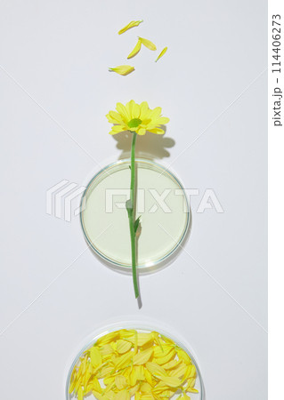 White flat contains a glass petri dish with a branch of calendula flower featured above, a dish of flower petal. Blank space for displaying organic product or adding text, top view 114406273