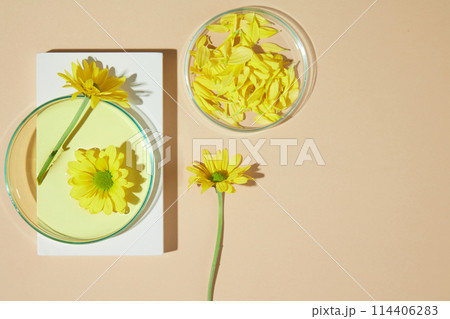 Flat lay calendula ingredient and laboratory utensil on light brown background. Blank space for adding text or elements of design, high angle shot photo Flat lay calendula ingredient and laboratory utensil on light brown background. Blank space for adding text or elements of design, high angle shot photo 114406283