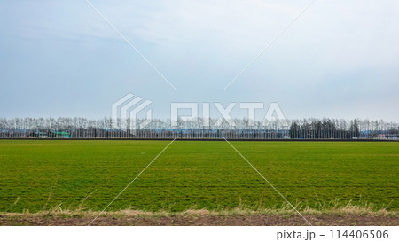 白樺防風林のある牧草地（北海道音更町） 114406506