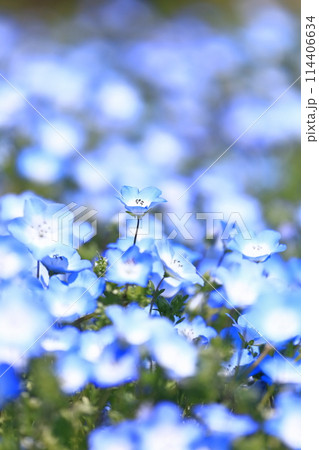 【香川県】春の国営讃岐まんのう公園(ネモフィラ) 【香川県】春の国営讃岐まんのう公園(ネモフィラ) 114406634