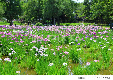 水元公園の菖蒲まつり 六月初旬 東京都葛飾区 水元公園の菖蒲まつり 六月初旬 東京都葛飾区 114406668