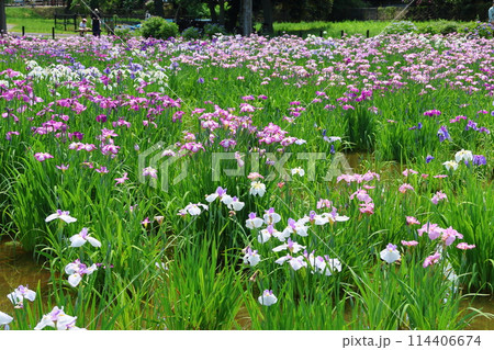 水元公園の菖蒲まつり 六月初旬 東京都葛飾区 水元公園の菖蒲まつり 六月初旬 東京都葛飾区 114406674