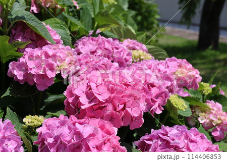 水元公園の菖蒲まつり アジサイ 六月初旬 東京都葛飾区 水元公園の菖蒲まつり アジサイ 六月初旬 東京都葛飾区 114406853