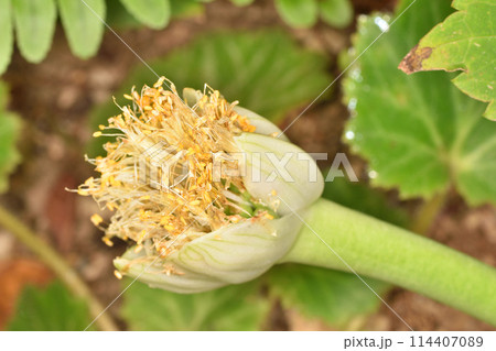 天空の農園のマユハケオモト 114407089