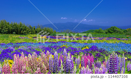 群馬県・高崎市 ルピナスと赤城山の風景 114407108