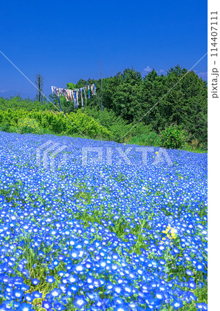 群馬県・高崎市 ネモフィラと鯉のぼりの風景 114407111
