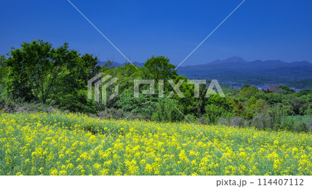 群馬県・高崎市 菜の花と浅間山の風景 群馬県・高崎市 菜の花と浅間山の風景 114407112