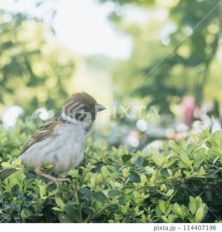 新緑の公園を楽しむスズメ 新緑の公園を楽しむスズメ 114407196
