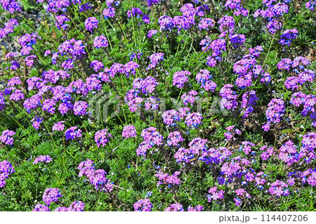 ヒメビジョザクラ（姫美女桜） 114407206