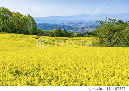 初夏に咲く菜の花　三ノ倉高原の花畑　福島県喜多方市 114407273