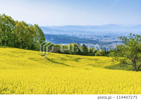 初夏に咲く菜の花 三ノ倉高原の花畑 福島県喜多方市 初夏に咲く菜の花 三ノ倉高原の花畑 福島県喜多方市 114407275