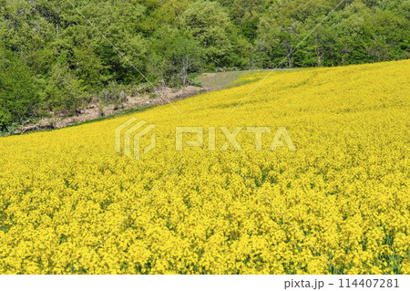 初夏に咲く菜の花　三ノ倉高原の花畑　福島県喜多方市 114407281