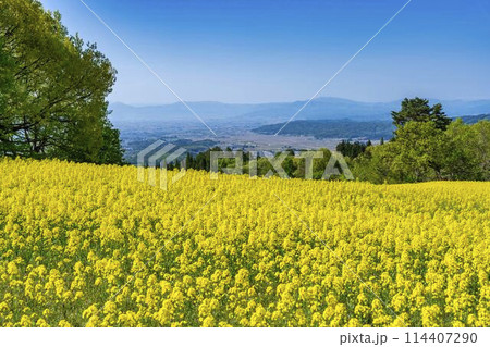 初夏に咲く菜の花 三ノ倉高原の花畑 福島県喜多方市 初夏に咲く菜の花 三ノ倉高原の花畑 福島県喜多方市 114407290