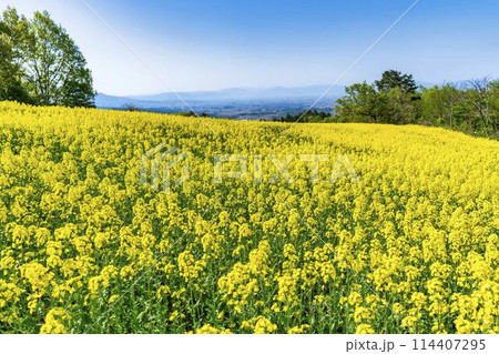 初夏に咲く菜の花 三ノ倉高原の花畑 福島県喜多方市 初夏に咲く菜の花 三ノ倉高原の花畑 福島県喜多方市 114407295