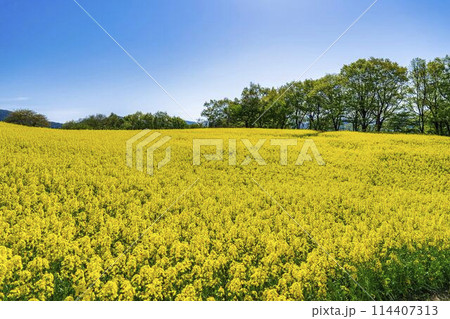 初夏に咲く菜の花　三ノ倉高原の花畑　福島県喜多方市 114407313