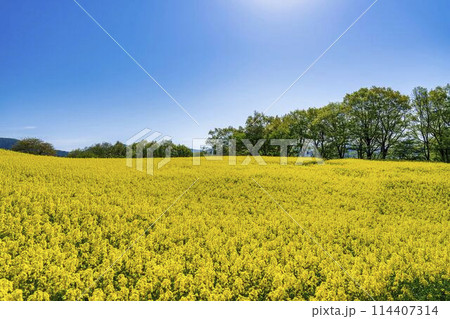 初夏に咲く菜の花 三ノ倉高原の花畑 福島県喜多方市 初夏に咲く菜の花 三ノ倉高原の花畑 福島県喜多方市 114407314