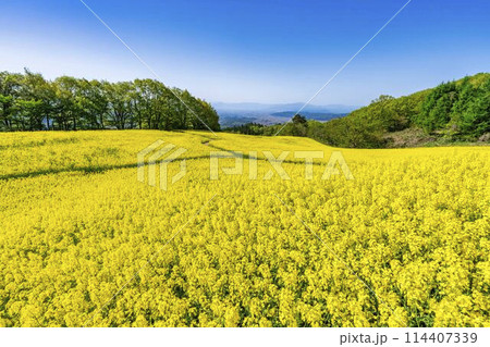 初夏に咲く菜の花　三ノ倉高原の花畑　福島県喜多方市 114407339