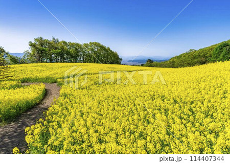 初夏に咲く菜の花 三ノ倉高原の花畑 福島県喜多方市 初夏に咲く菜の花 三ノ倉高原の花畑 福島県喜多方市 114407344