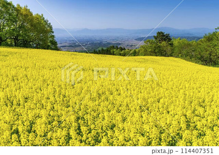 初夏に咲く菜の花 三ノ倉高原の花畑 福島県喜多方市 初夏に咲く菜の花 三ノ倉高原の花畑 福島県喜多方市 114407351