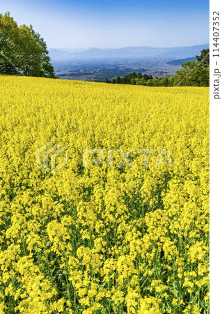 初夏に咲く菜の花 三ノ倉高原の花畑 福島県喜多方市 初夏に咲く菜の花 三ノ倉高原の花畑 福島県喜多方市 114407352