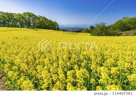 初夏に咲く菜の花 三ノ倉高原の花畑 福島県喜多方市 初夏に咲く菜の花 三ノ倉高原の花畑 福島県喜多方市 114407361