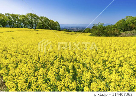 初夏に咲く菜の花 三ノ倉高原の花畑 福島県喜多方市 初夏に咲く菜の花 三ノ倉高原の花畑 福島県喜多方市 114407362